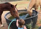 Amanda Jones--Playing in the trough with the horses