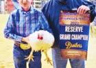 County Livestock Show Winners Congratulations!