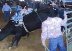 Riding A Bull At 65 Years of Age