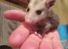 Opossum Rescue