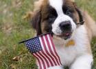 The 4th of July - Not So Pet Friendly: How to Keep Your Pet Safe and Calm