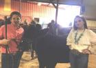 2020 Eastland County Livestock Show Results